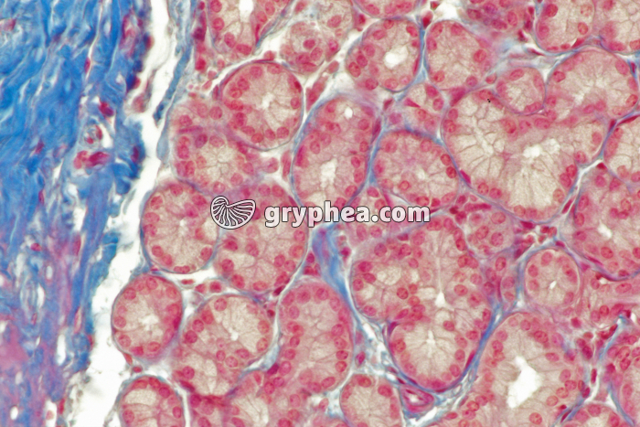 Glande lacrymale acini x100 - gryphea.com